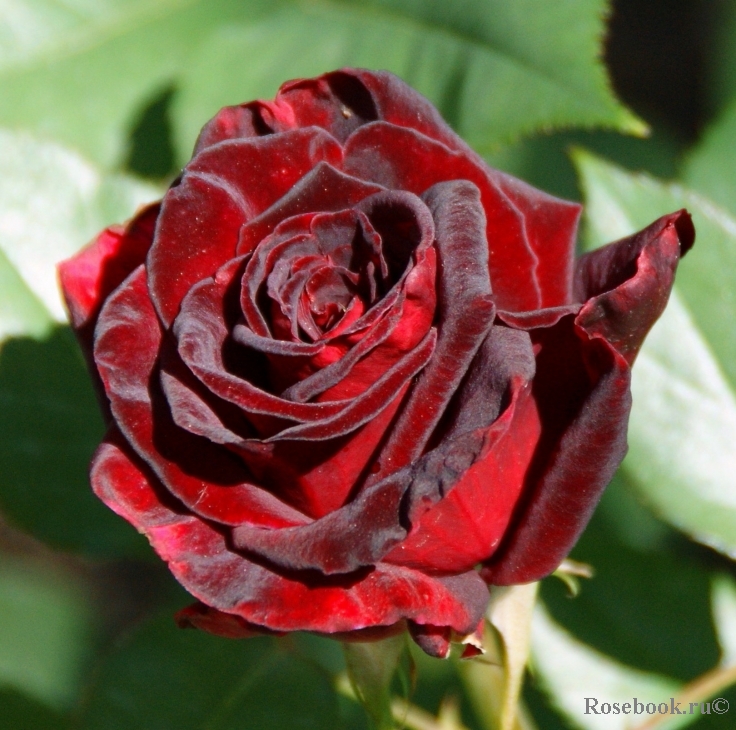 Black Baccara