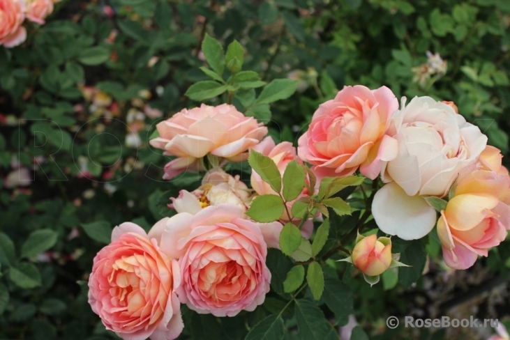 Lady of Shalott 