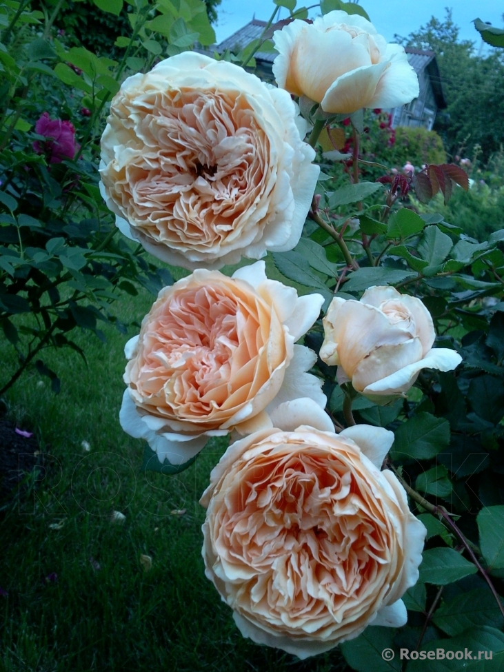 Crown Princess Margareta®