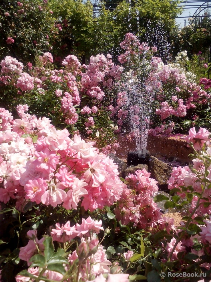 Palmengarten Frankfurt