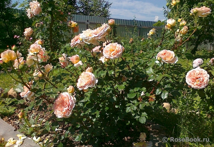 Abraham Darby