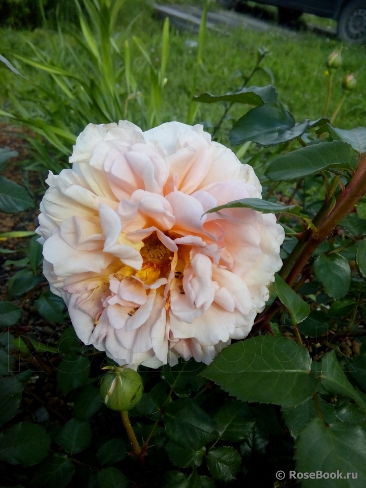 Abraham Darby