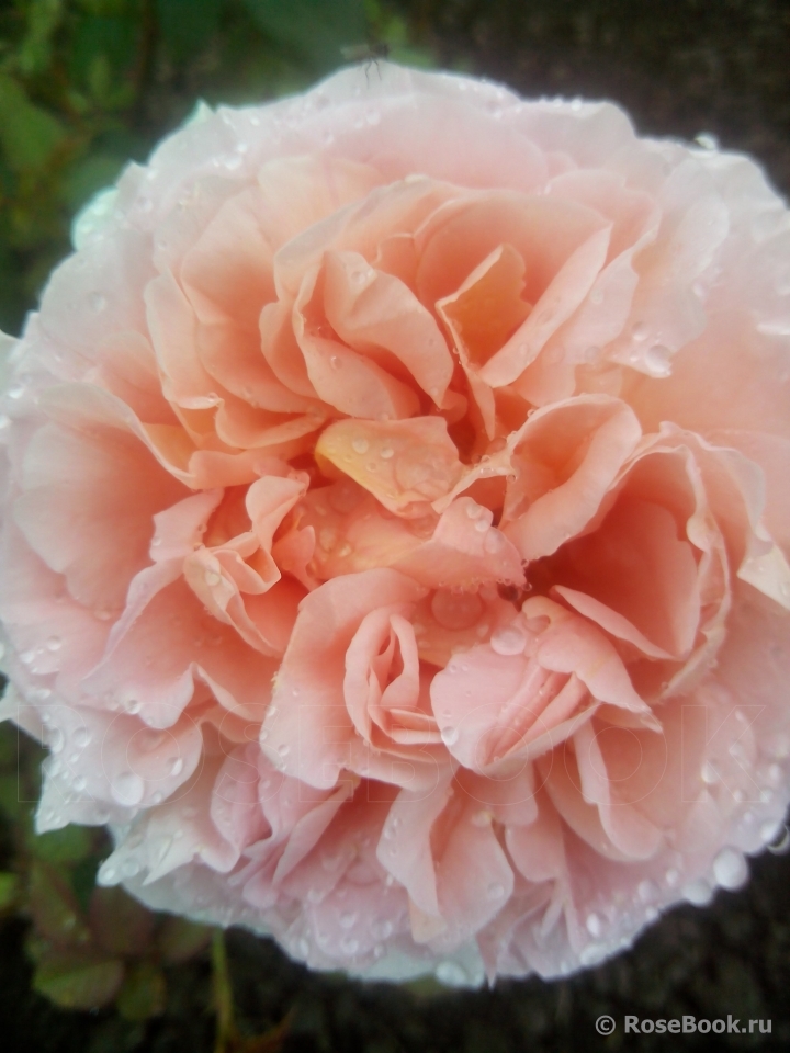 Abraham Darby