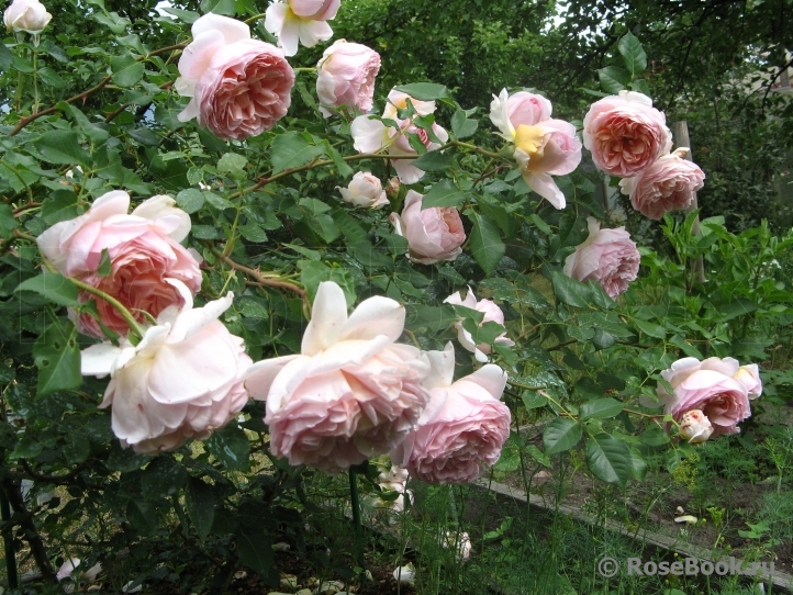 Abraham Darby