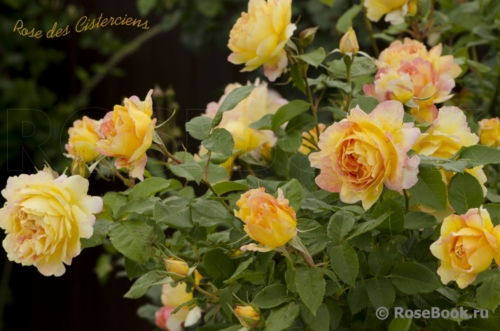 Rose des Cisterciens 