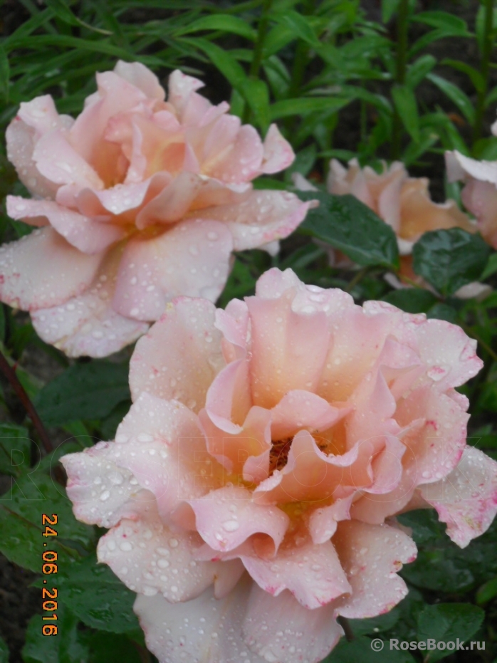 Julia's Rose