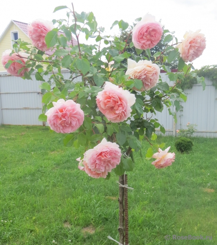 Abraham Darby