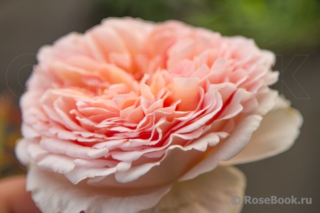 Abraham Darby