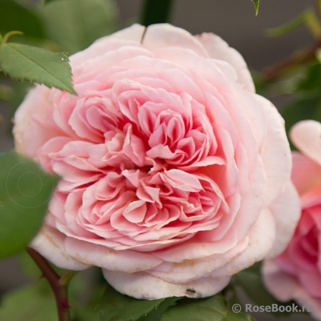 Abraham Darby