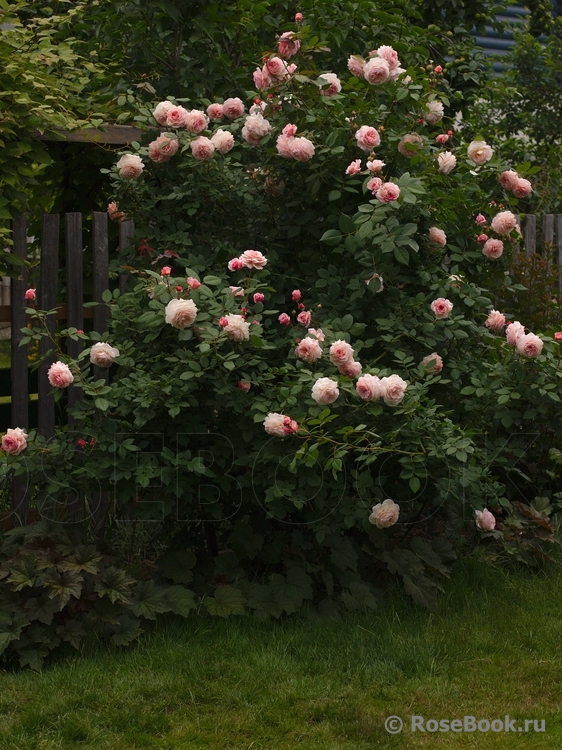 A Shropshire Lad