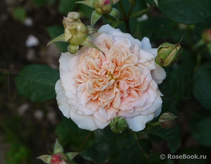 Festival des Jardins de Chaumont