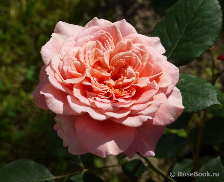 Festival des Jardins de Chaumont