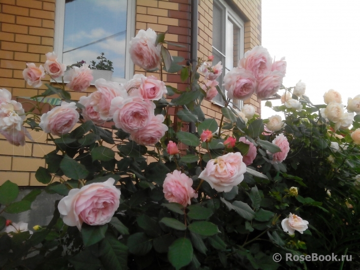 A Shropshire Lad