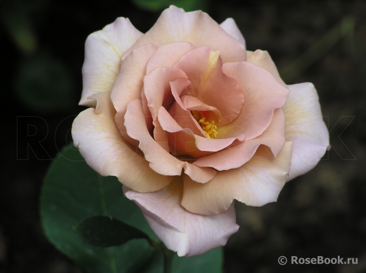 Julia's Rose