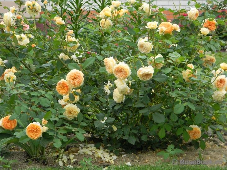 Crown Princess Margareta®