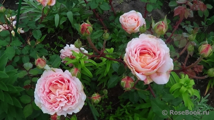 Abraham Darby