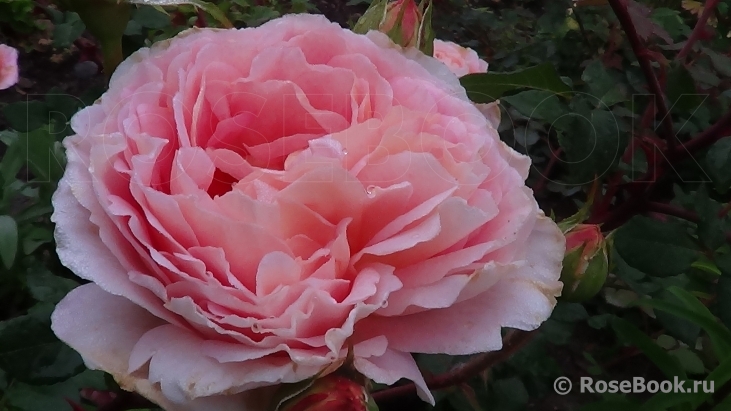 Abraham Darby