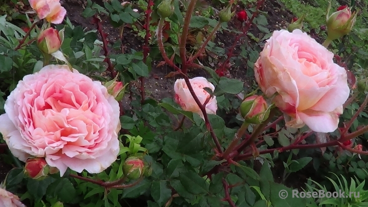 Abraham Darby