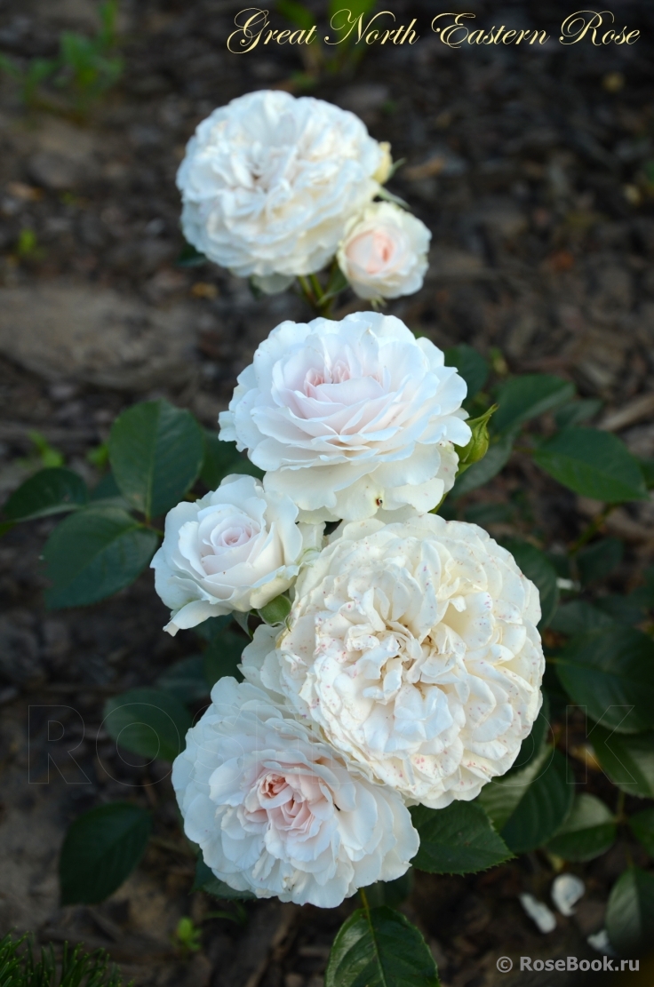 Great North Eastern Rose 