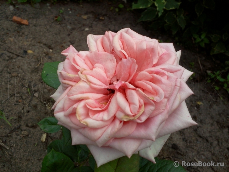 Stefanie´s Rose 