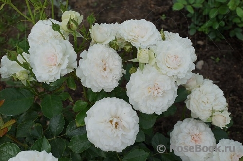 Great North Eastern Rose 