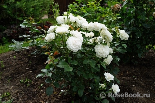 Great North Eastern Rose 