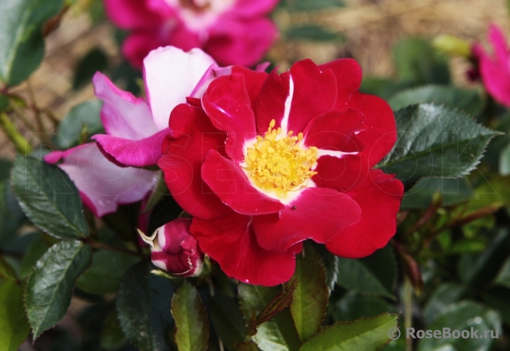 Girlguiding UK Centenary Rose