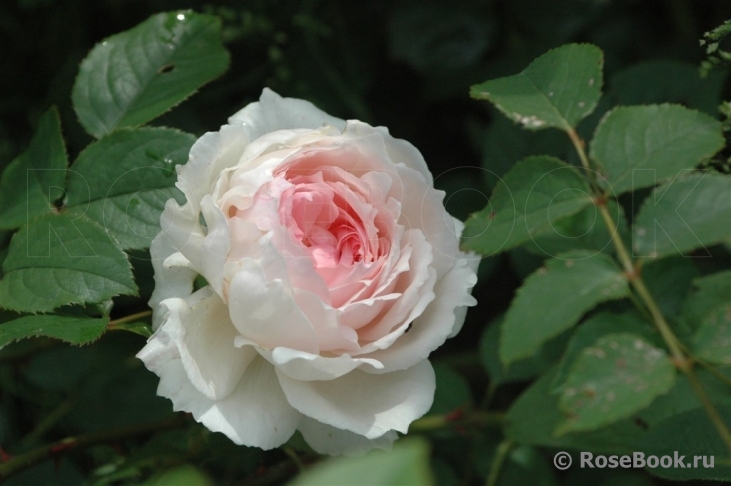 The Wedgwood Rose