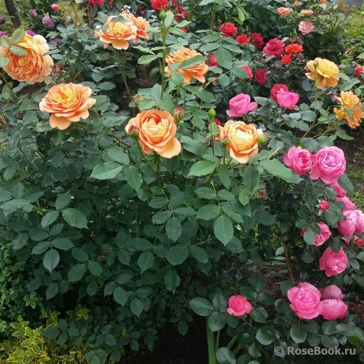 Lady of Shalott 