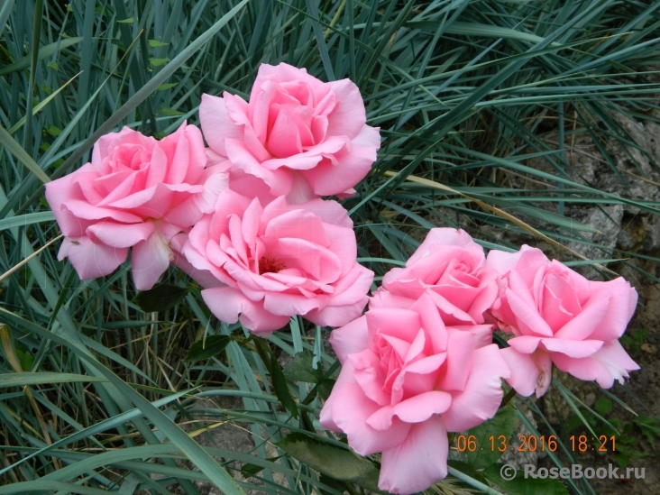 Jardins de Villandry