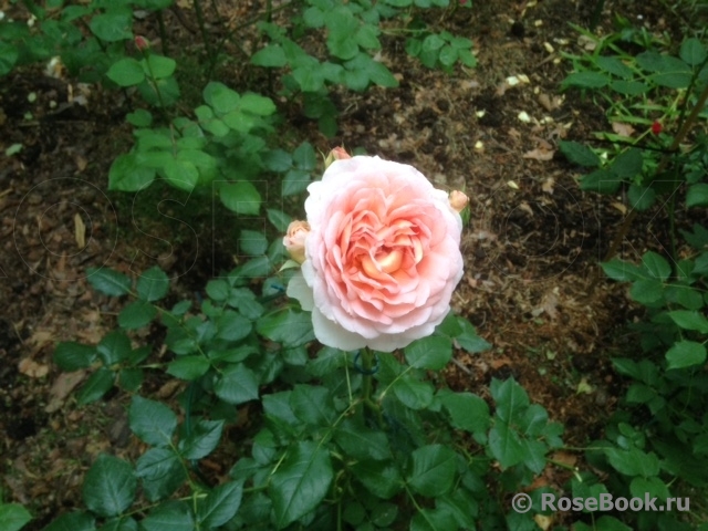 Abraham Darby