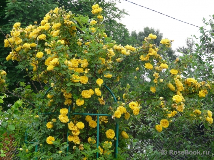 Persian Yellow