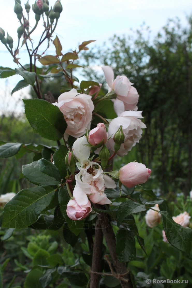 Generous Gardener, The