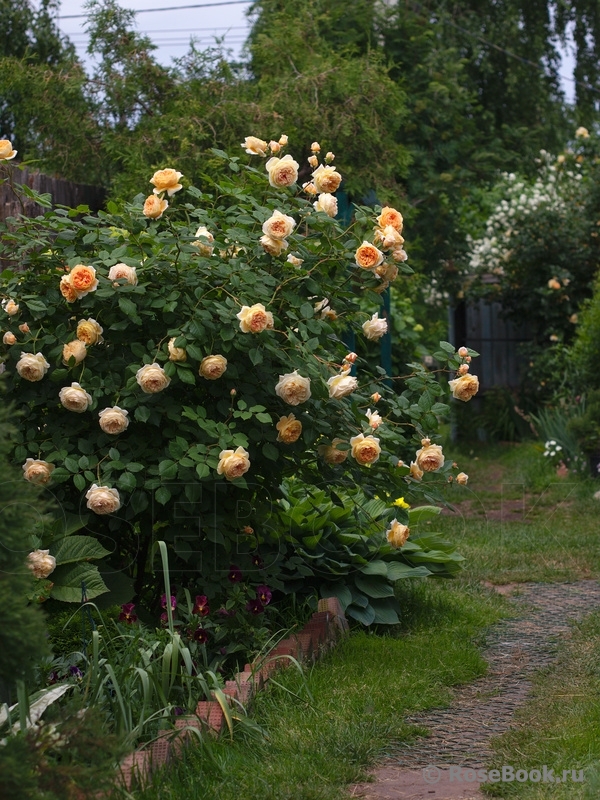 Crown Princess Margareta®