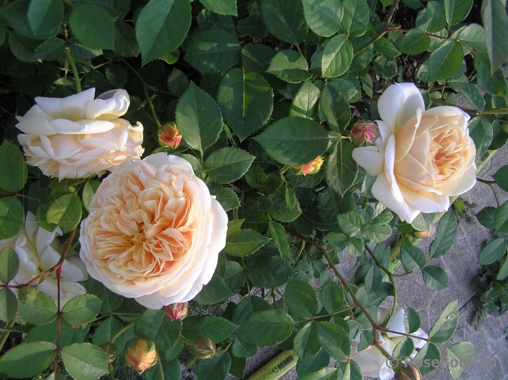 Crown Princess Margareta®