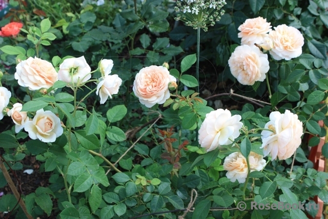 Crown Princess Margareta®