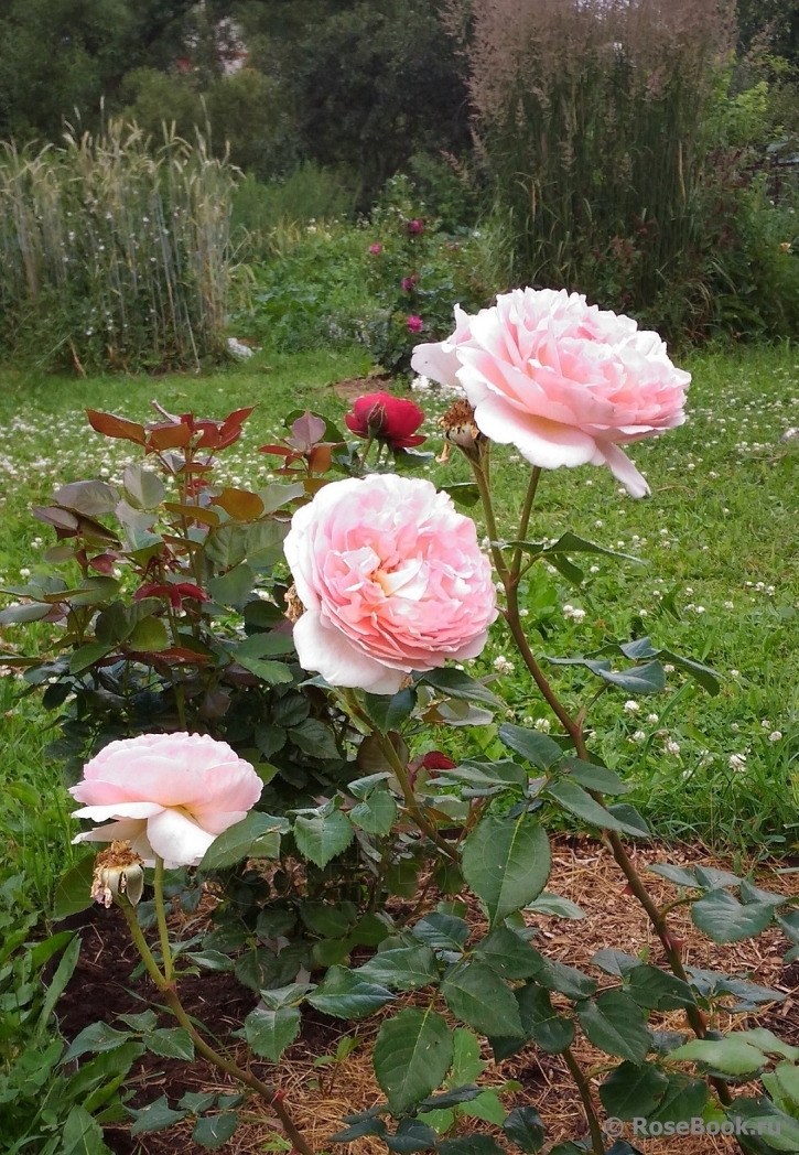 Abraham Darby