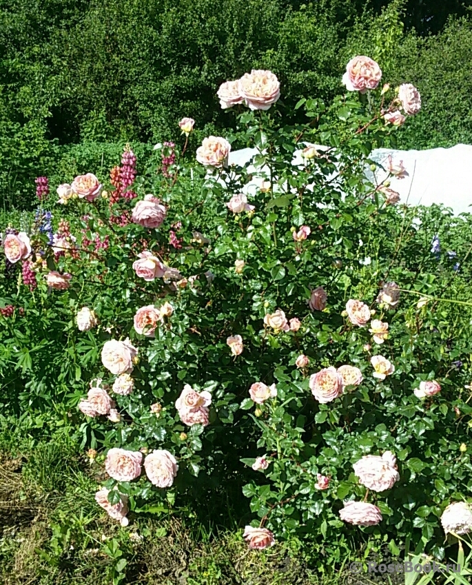 Abraham Darby