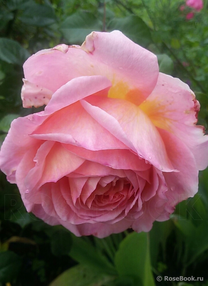 Abraham Darby