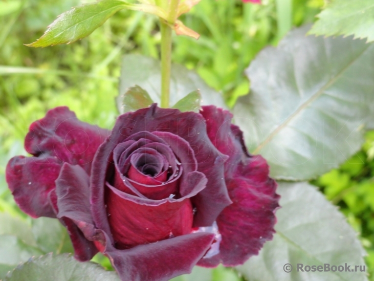 Black Baccara