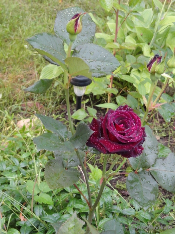 Black Baccara