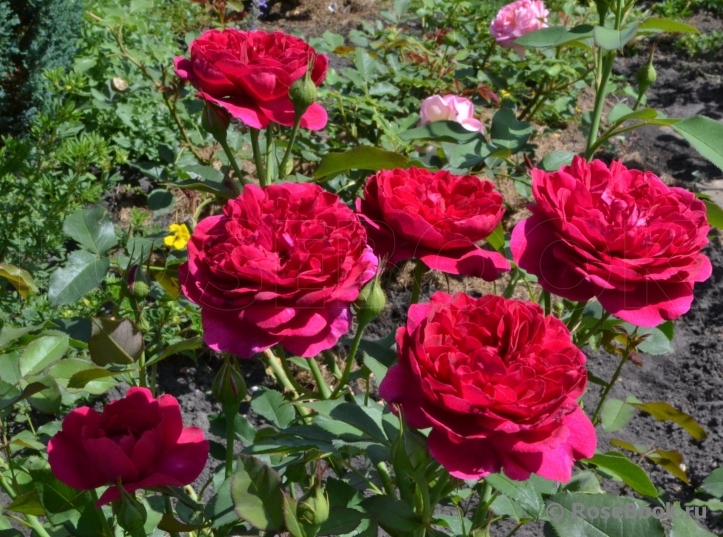 Darcey Bussell 