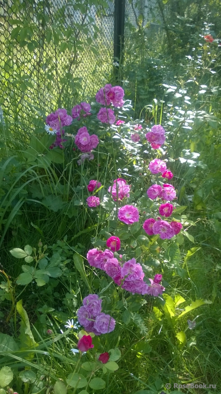 Purple Skyliner