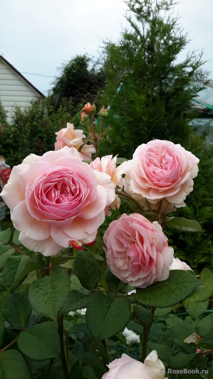 A Shropshire Lad