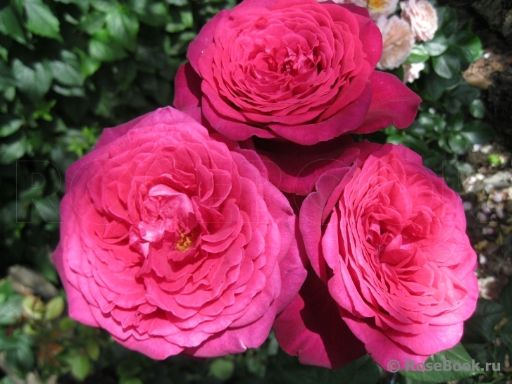 Johann Wolfgang von Goethe Rose®