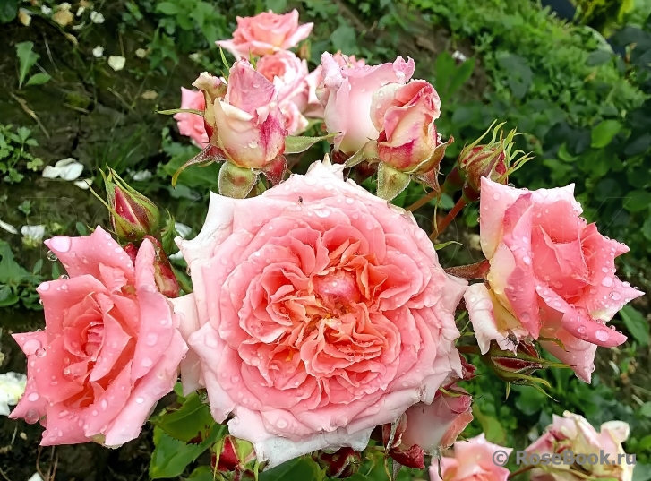 Fleurs en Seine