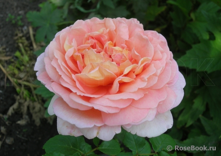 Abraham Darby