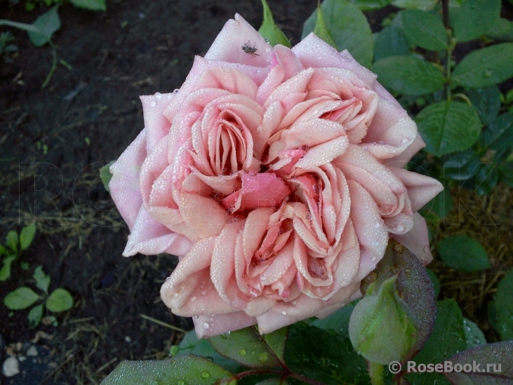 Stefanie´s Rose 