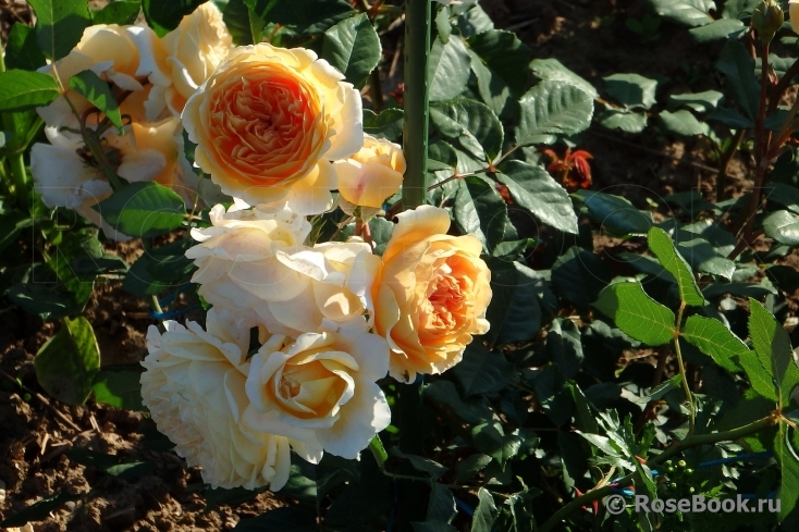 Crown Princess Margareta®