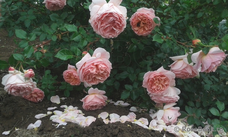 Abraham Darby